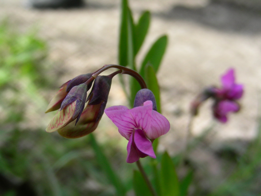 Lathyrus linifolius / Cicerchia a foglie di lino